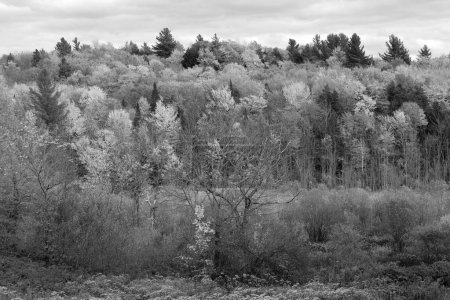 Photo for North America fall landscape eastern township Bromont-Shefford Quebec province Canada in black and white - Royalty Free Image