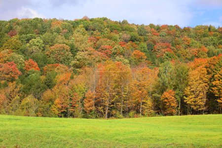 Téléchargez les photos : Forêt d'automne colorée dans la montagne - en image libre de droit