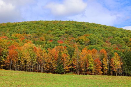 Téléchargez les photos : Paysage d'automne avec des feuilles colorées - en image libre de droit