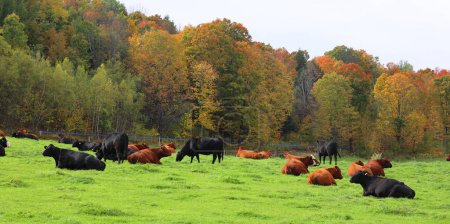 Foto de Una manada de vacas en la temporada de otoño - Imagen libre de derechos