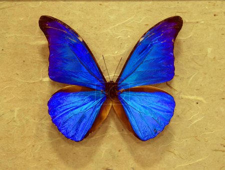 Photo for Metallic morpho butterflies comprise many species of Neotropical butterfly under the genus Morpho. This genus includes more than 29 accepted species and 147 accepted subspecies - Royalty Free Image