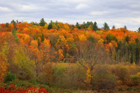 Téléchargez les photos : Paysage d'automne coloré avec arbres et forêt - en image libre de droit