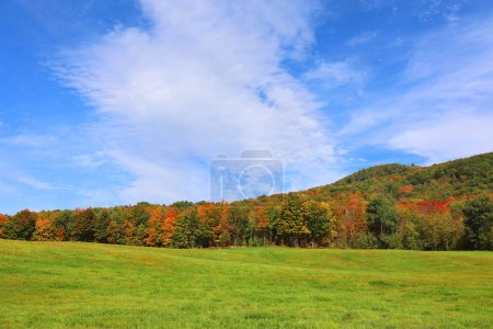 Photo for Colorful autumn forest in the mountains. - Royalty Free Image