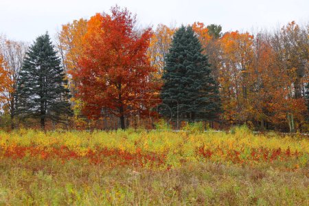 Téléchargez les photos : Feuillage d'automne coloré dans une forêt - en image libre de droit
