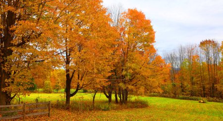 Photo for Beautiful autumn landscape with trees and leaves - Royalty Free Image