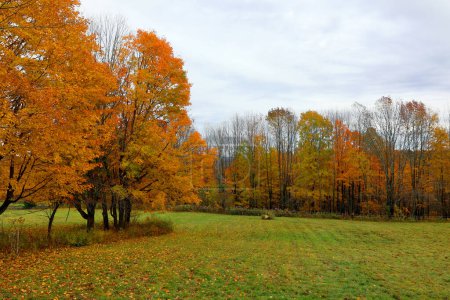 Foto de Hermoso parque de otoño con follaje colorido - Imagen libre de derechos