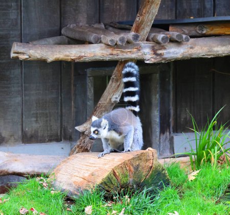 Foto de El lémur de cola anillada (Lemur catta) es un primate estrepsirrino grande y el lémur más reconocido debido a su cola anillada larga, negra y blanca.. - Imagen libre de derechos