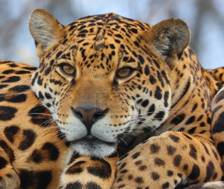 Téléchargez les photos : Le jaguar est un chat, un félin du genre Panthera, seule espèce existante de Panthera originaire des Amériques. Jaguar est le troisième plus grand félin après le tigre et le lion, et le plus grand des Amériques. - en image libre de droit