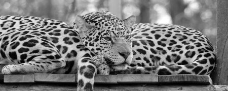 Foto de El jaguar es un gato, un felino del género Panthera que solo existe como especie nativa de las Américas. Jaguar es el tercer felino más grande después del tigre y el león, y el más grande de las Américas. - Imagen libre de derechos