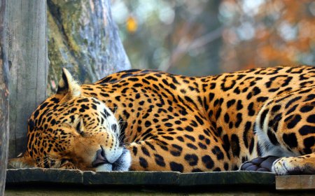 Photo for The jaguar is a cat, a feline in the Panthera genus only extant Panthera species native to the Americas. Jaguar is the third-largest feline after the tiger and lion, and the largest in the Americas. - Royalty Free Image