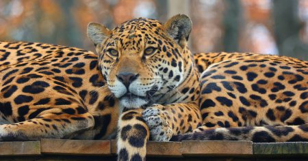 Téléchargez les photos : Le jaguar est un chat, un félin du genre Panthera, seule espèce existante de Panthera originaire des Amériques. Jaguar est le troisième plus grand félin après le tigre et le lion, et le plus grand des Amériques. - en image libre de droit