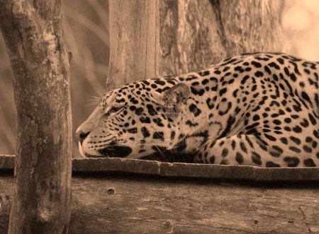 Foto de El jaguar es un gato, un felino del género Panthera que solo existe como especie nativa de las Américas. Jaguar es el tercer felino más grande después del tigre y el león, y el más grande de las Américas. - Imagen libre de derechos