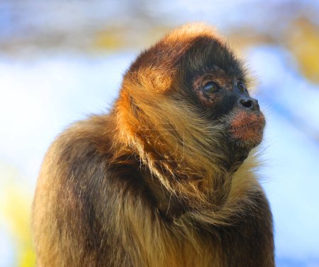 Photo for Spider monkeys are New World monkeys belonging to the genus Ateles, part of the subfamily Atelinae. Like other atelines, they are found in tropical forests of Central and South America - Royalty Free Image