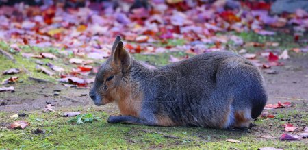 Photo for The Patagonian mara is a relatively large rodent in the mara genus. It is also known as the Patagonian cavy, Patagonian hare or dillaby. - Royalty Free Image