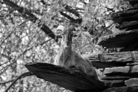 Foto de Tahrs es una especie de grandes ungulados de artiodactyl asiáticos relacionados con la cabra silvestre.. - Imagen libre de derechos