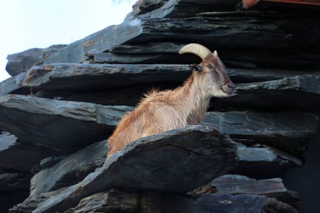 Foto de Tahrs es una especie de grandes ungulados de artiodactyl asiáticos relacionados con la cabra silvestre.. - Imagen libre de derechos