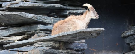 Photo for Tahrs are a species of large Asian artiodactyl ungulates related to the wild goat. - Royalty Free Image