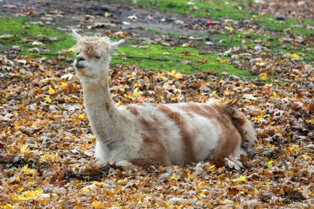 Foto de Alpaca es una especie de camélido sudamericano. Se asemeja a una pequeña llama en apariencia. Las alpacas se mantienen en rebaños que pastan en las alturas de los Andes del sur de Perú - Imagen libre de derechos