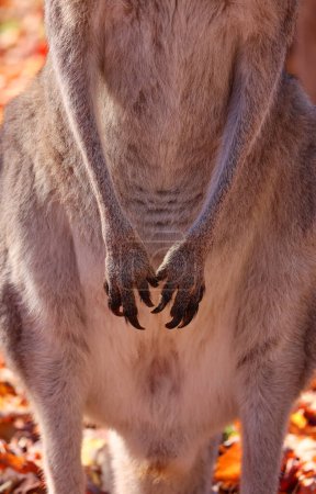 Foto de Piernas delanteras de canguro es un marsupial de la familia Macropodidae (macrópodos, que significa 'pie grande'). - Imagen libre de derechos