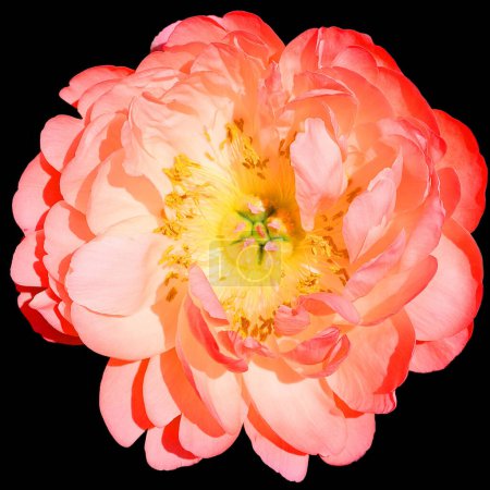 Photo for The peony is a flowering plant in the genus Paeonia, the only genus in the family Paeoniaceae. They are native to Asia, Southern Europe and Western North America - Royalty Free Image