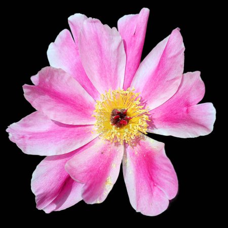 Foto de La peonía es una planta con flores perteneciente al género Paeonia, el único género de la familia Paeoniaceae. Son nativos de Asia, el sur de Europa y el oeste de América del Norte - Imagen libre de derechos
