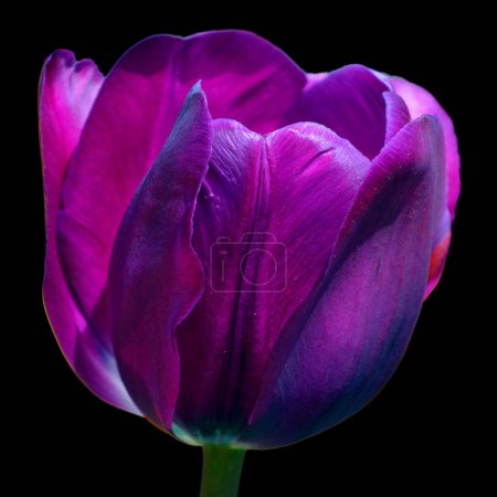Foto de Hermosa flor de tulipán púrpura aislado sobre fondo negro. - Imagen libre de derechos