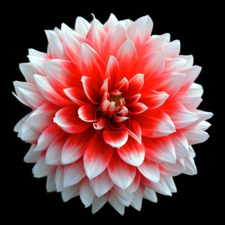 Photo for Glossy glass Dahlia is a genus of bushy, tuberous, perennial plants native to Mexico, Central America, and Colombia. There are at least 36 species of dahlia - Royalty Free Image