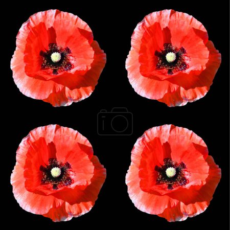 Photo for Poppy is a flowering plant in the subfamily Papaveroideae of the family Papaveraceae. Poppies are herbaceous plants, often grown for their colorful flowers. - Royalty Free Image