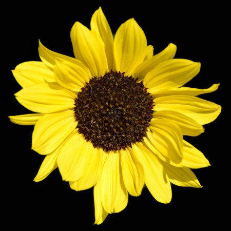 Téléchargez les photos : Le tournesol est une plante annuelle originaire des Amériques. Il possède une grande inflorescence, et son nom est dérivé de la forme et de l'image de la fleur, qui est souvent utilisée pour représenter le soleil. - en image libre de droit