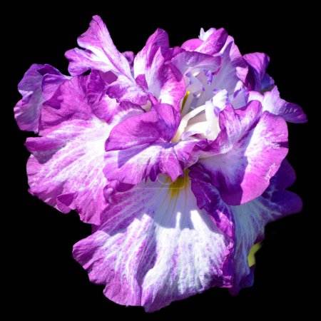 Photo for Iris is a genus of about 260300 species of flowering plants with showy flowers. It takes its name from the Greek word for a rainbow, which is also the name for the Greek goddess of the rainbow, Iris. - Royalty Free Image