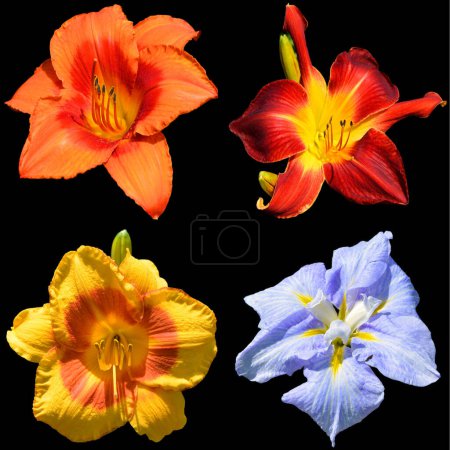 Photo for Amaryllis is the only genus in the subtribe Amaryllidinae (tribe Amaryllideae). It is a small genus of flowering bulbs, with two species. - Royalty Free Image