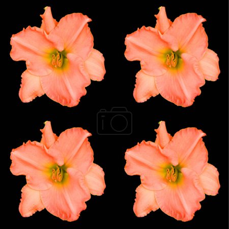 Téléchargez les photos : Amaryllis est le seul genre de la sous-tribu Amaryllidinae (tribu Amaryllideae). C'est un petit genre de bulbes à fleurs, avec deux espèces. - en image libre de droit