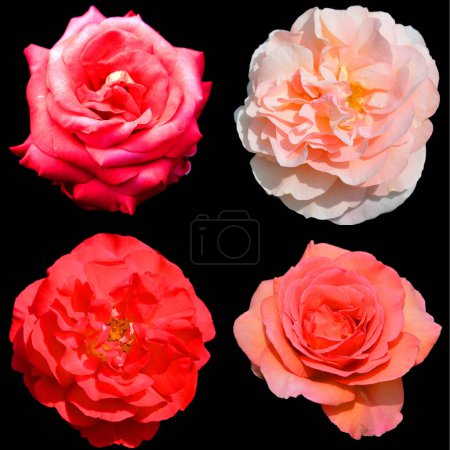 Photo for A rose is a woody perennial flowering plant of the genus Rosa, in the family Rosaceae, or the flower it bears. There are over a hundred species and thousands of cultivars. - Royalty Free Image