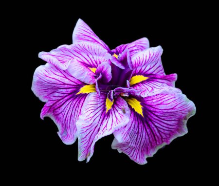 Foto de Iris es un género con unas 260300 especies de plantas con flores. Toma su nombre de la palabra griega para un arco iris, que también es el nombre de la diosa griega del arco iris, Iris. - Imagen libre de derechos