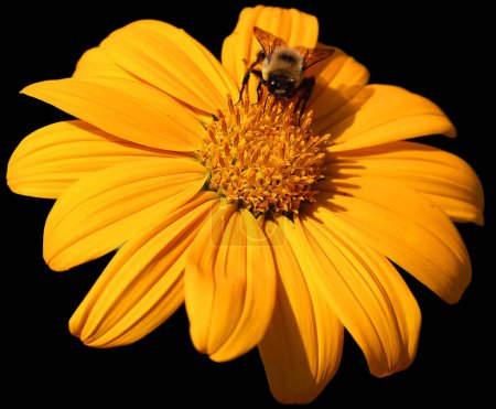 Foto de Los Rudbeckia son comúnmente llamados coneflower y black-eyed-susans; todos son nativos de Norteamérica y muchas especies se cultivan en jardines por su vistosa flor amarilla u dorada. - Imagen libre de derechos