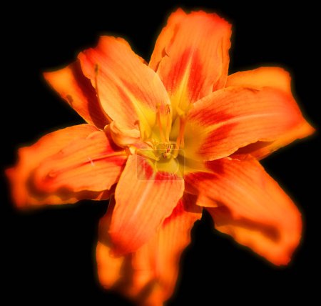 Photo for Amaryllis is the only genus in the subtribe Amaryllidinae (tribe Amaryllideae). It is a small genus of flowering bulbs, with two species. - Royalty Free Image