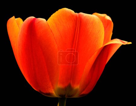 Téléchargez les photos : Gros plan de fleur de tulipe rouge - en image libre de droit