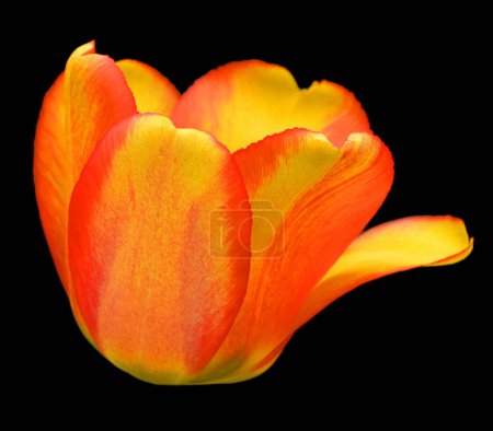 Téléchargez les photos : Belle fleur jaune sur fond noir - en image libre de droit