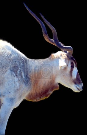 Großer Kudu ist eine Waldantilope, die im gesamten östlichen und südlichen Afrika vorkommt. Trotz der Besetzung so weit verbreiteten Territoriums