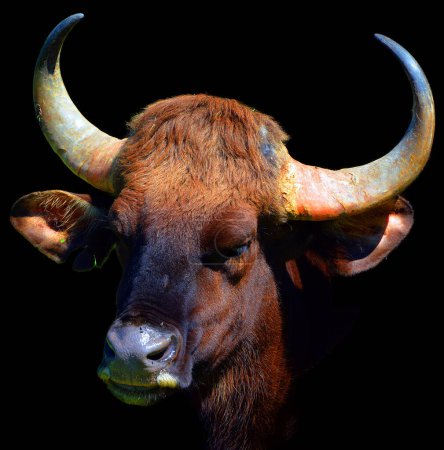 Foto de El gaur o bisonte indio, es el mayor bovino existente, nativo del sur de Asia y el sudeste asiático. Está clasificado como Vulnerable en la Lista Roja de la UICN desde 1986. - Imagen libre de derechos