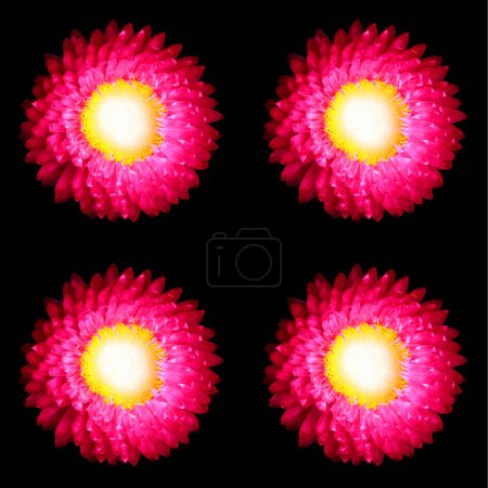 Photo for Xerochrysum bracteatum, commonly known as the golden everlasting or strawflower, is a flowering plant in the family Asteraceae native to Australia. - Royalty Free Image