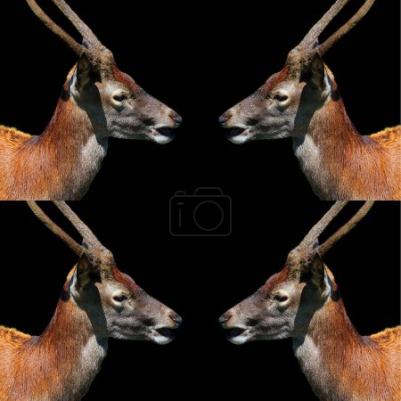 Téléchargez les photos : La terre commune, également connue sous le nom d'antilope du sud, est une savane et une antilope des plaines que l'on trouve en Afrique orientale et australe. - en image libre de droit