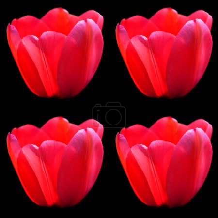 Téléchargez les photos : Tulipes rouges sur fond noir - en image libre de droit
