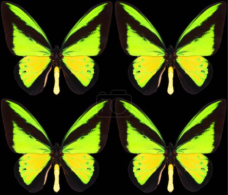 Téléchargez les photos : Papillon vert jaune noir sur noir - en image libre de droit
