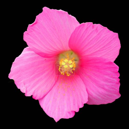 Photo for Hibiscus is a genus of flowering plants in the mallow family, Malvaceae. It is quite large, containing several hundred species that are native to warm-temperate, subtropical and tropical regions. - Royalty Free Image