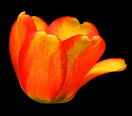 Foto de Hermosa flor de tulipán aislado. - Imagen libre de derechos
