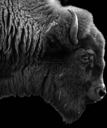 Photo for Bison with the black background - Royalty Free Image