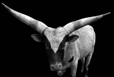 Téléchargez les photos : Ankole-Watusi est une race américaine moderne de bétail domestique. Il provient du groupe Ankole des races bovines Sanga d'Afrique centrale. Il est caractérisé par de très grandes cornes - en image libre de droit