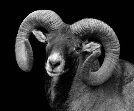 Photo for European male mouflon is the westernmost and smallest sub-species of mouflon. It was originally found only on the Mediterranean islands of Corsica and Sardinia - Royalty Free Image