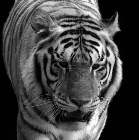 Téléchargez les photos : Tête de tigre avec fond blanc - en image libre de droit